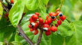 Extrait de guarana (3,6%)