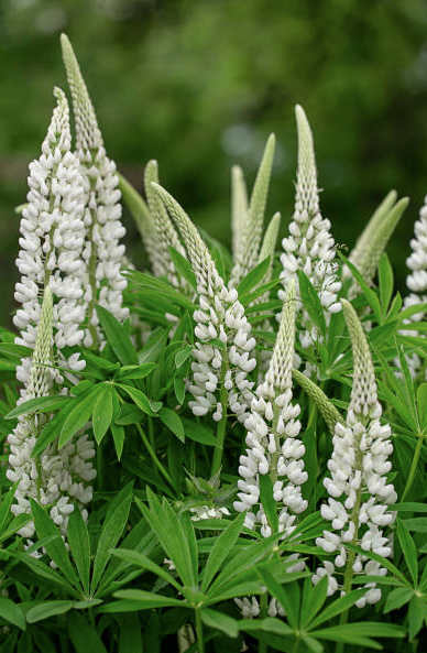 plante de lupin dans champ Image